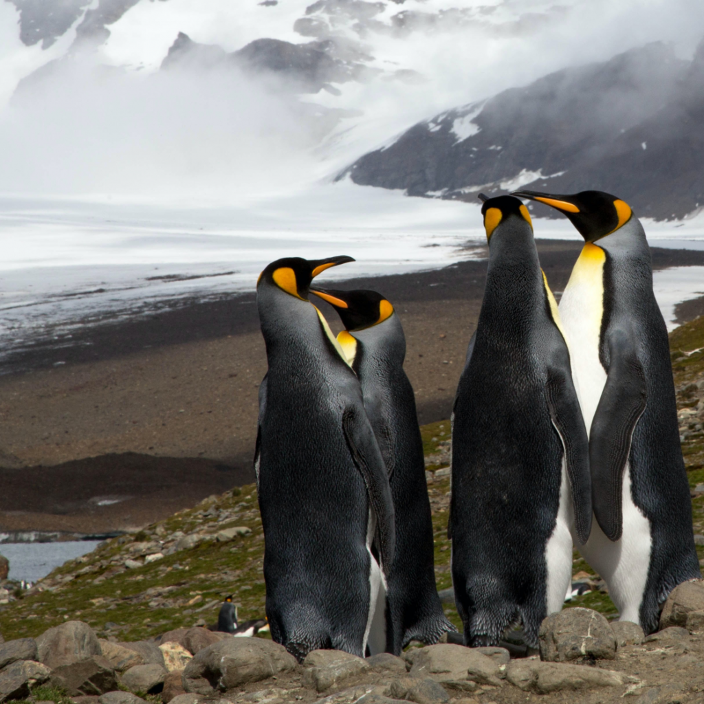 Four King Penguins on South Georgia