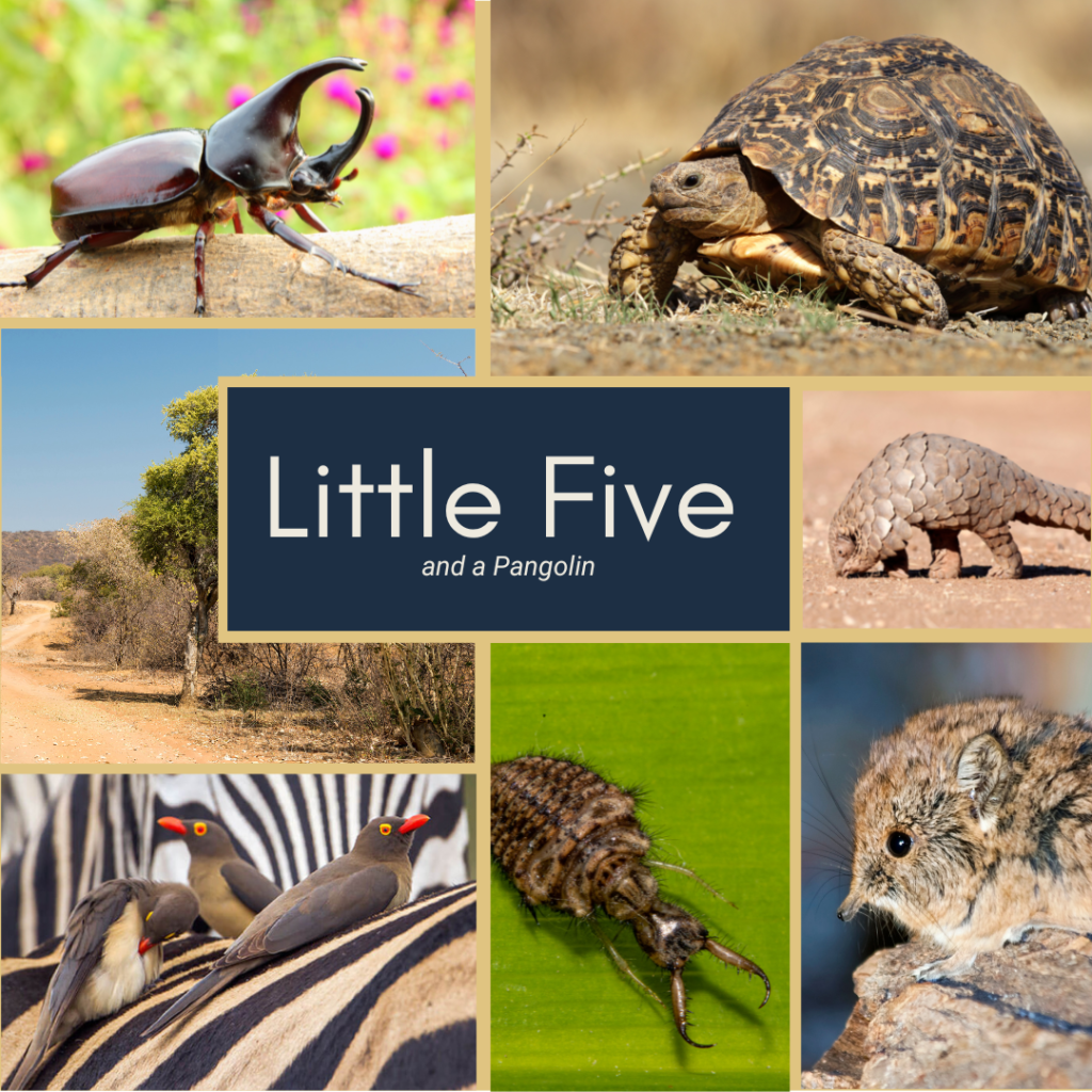 collage of the LIttle Five: Elephant Shrew, leopard tortoise, buffalo weaver, antlion, rhinoceros beetle  and a pangolin