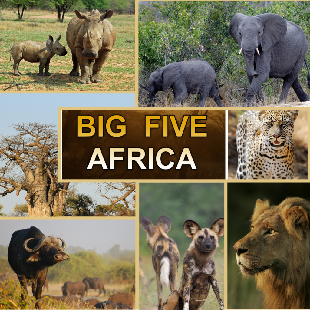 PIcture of big five animals of Africa - Lion, Rhino, Elephant, Leopard, Cape Buffalo, wild dogs also pictured